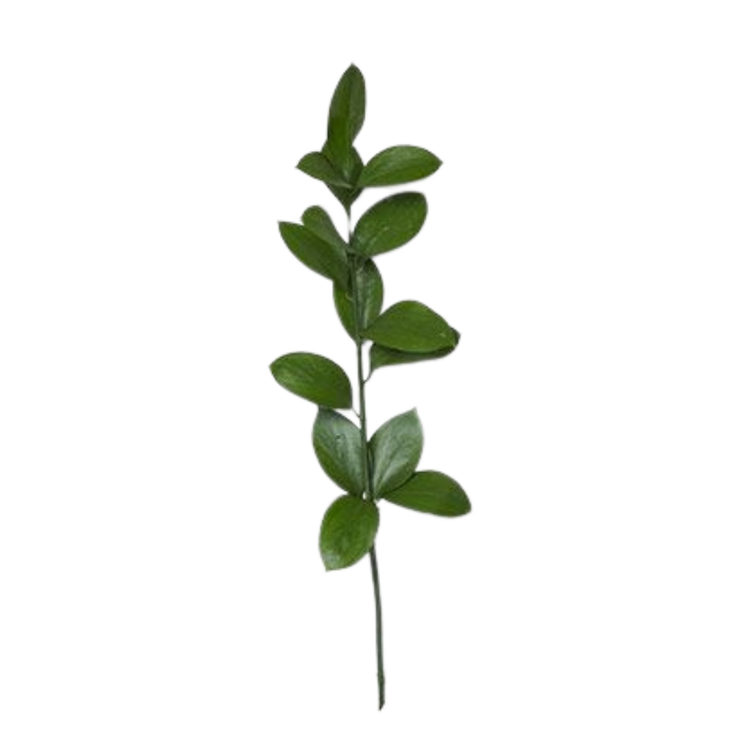 Ruscus