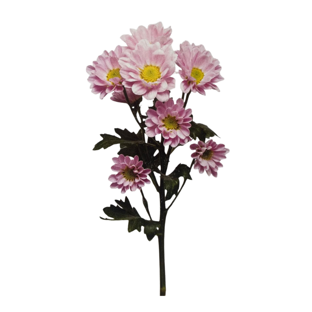 Chrysanthemum