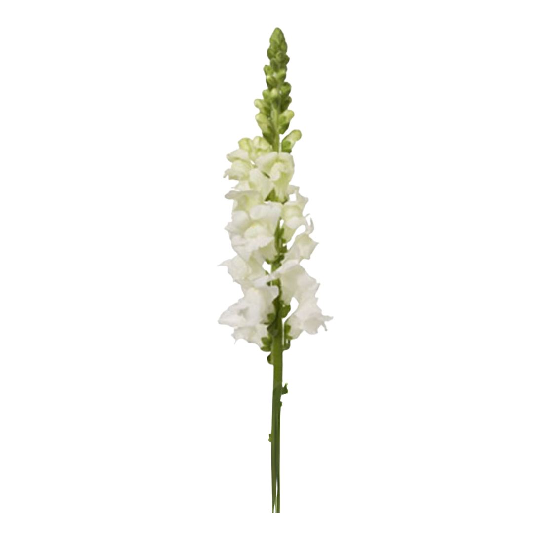 Snap Dragons