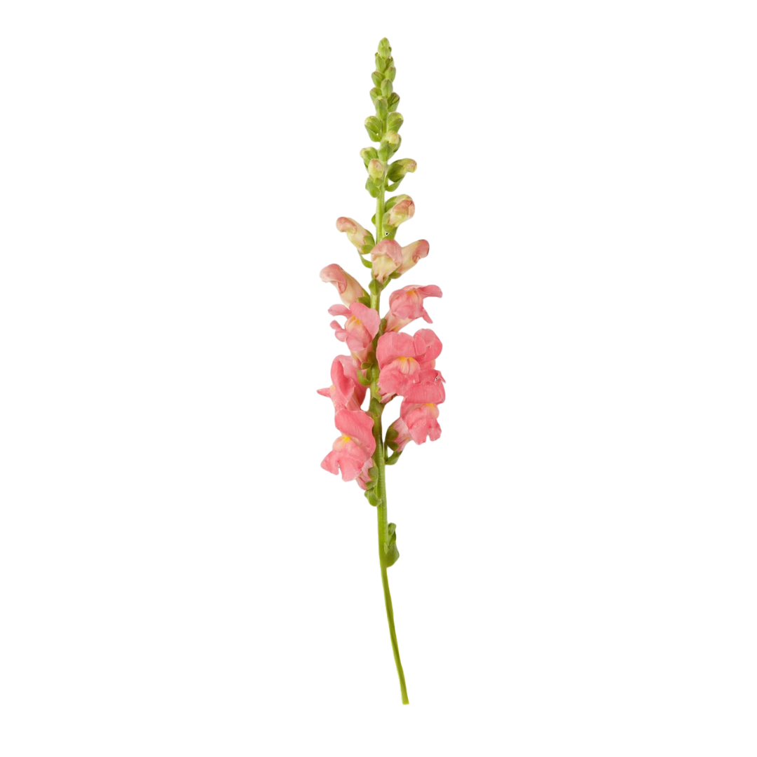 Snap Dragons
