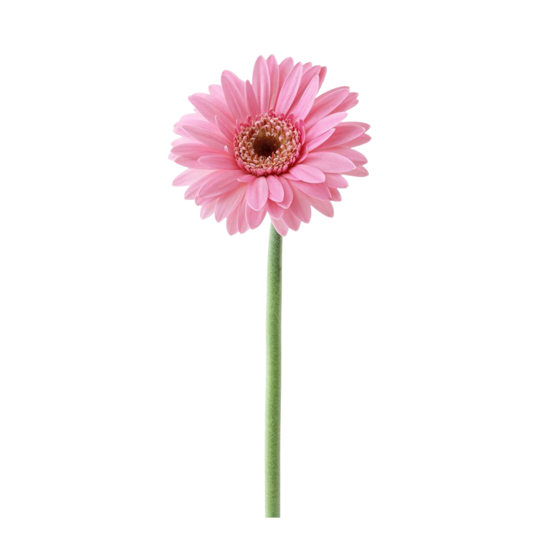 Gerberas