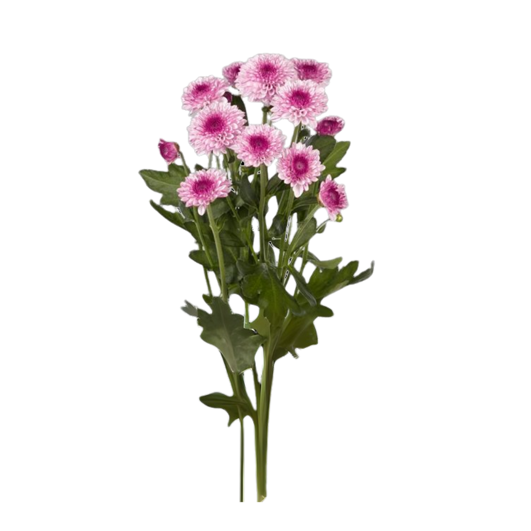 Chrysanthemum