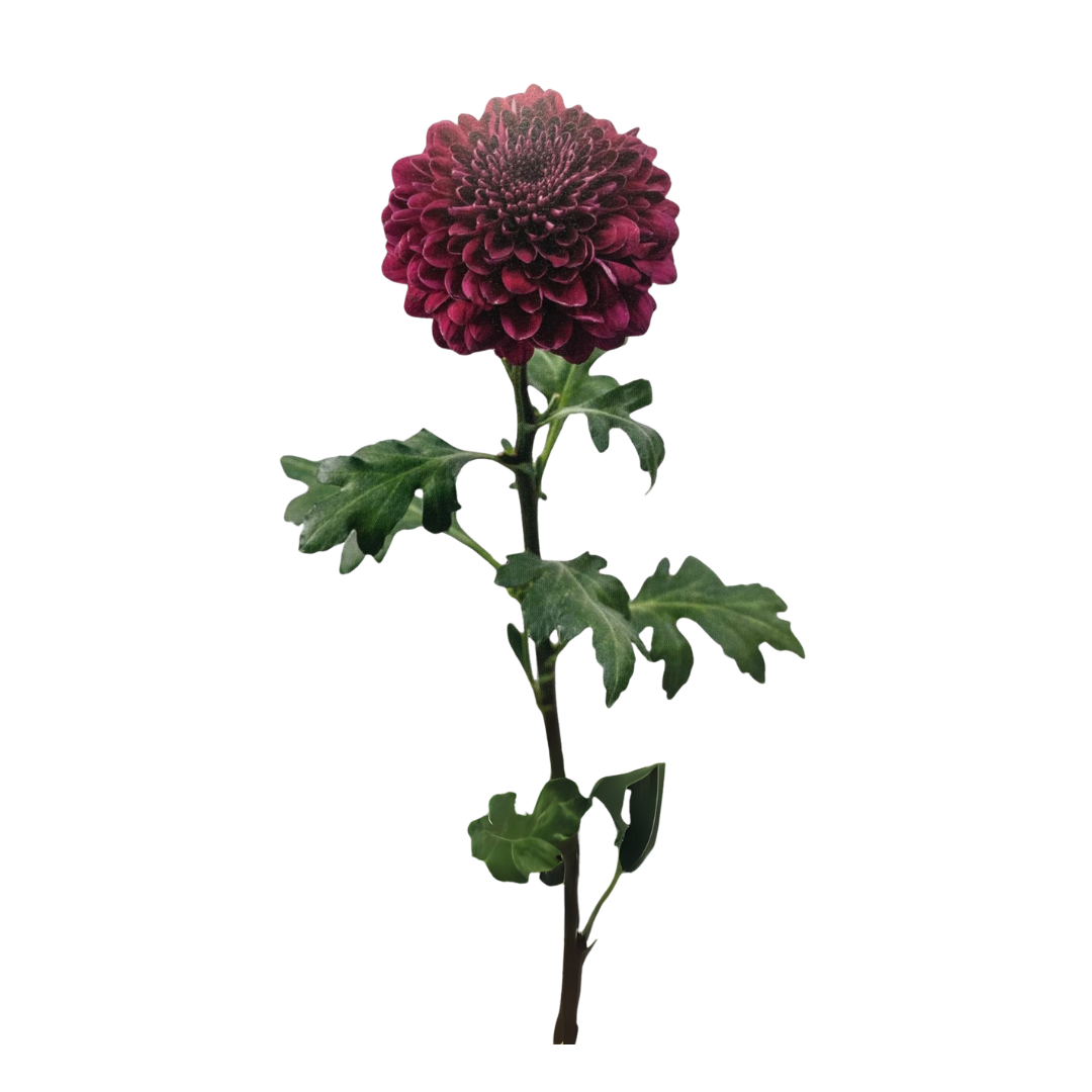 Stems