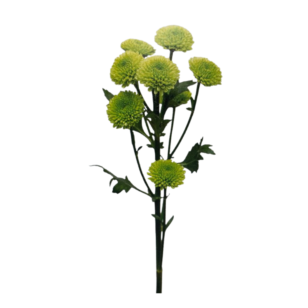 Chrysanthemum