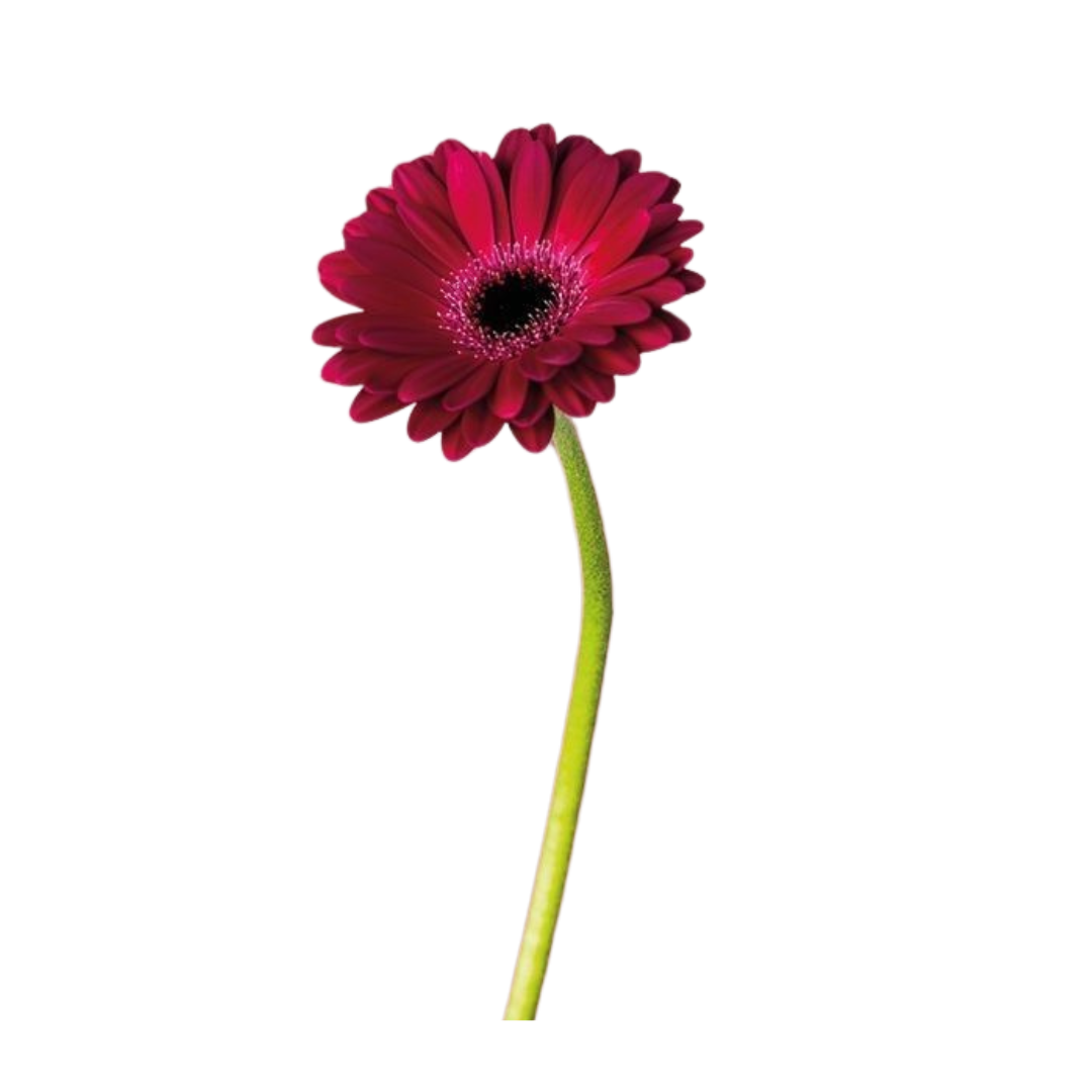 Gerberas