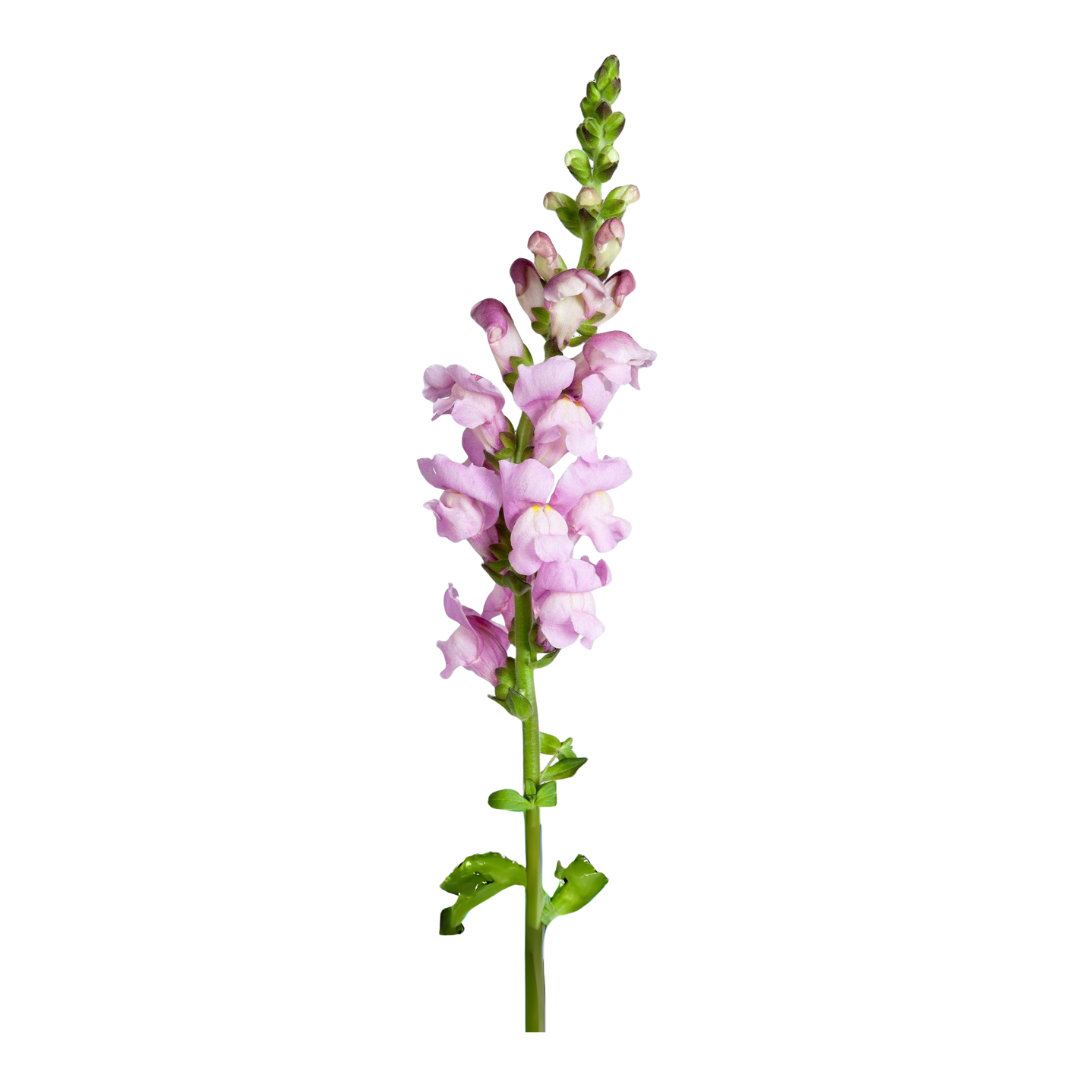 Snap Dragons