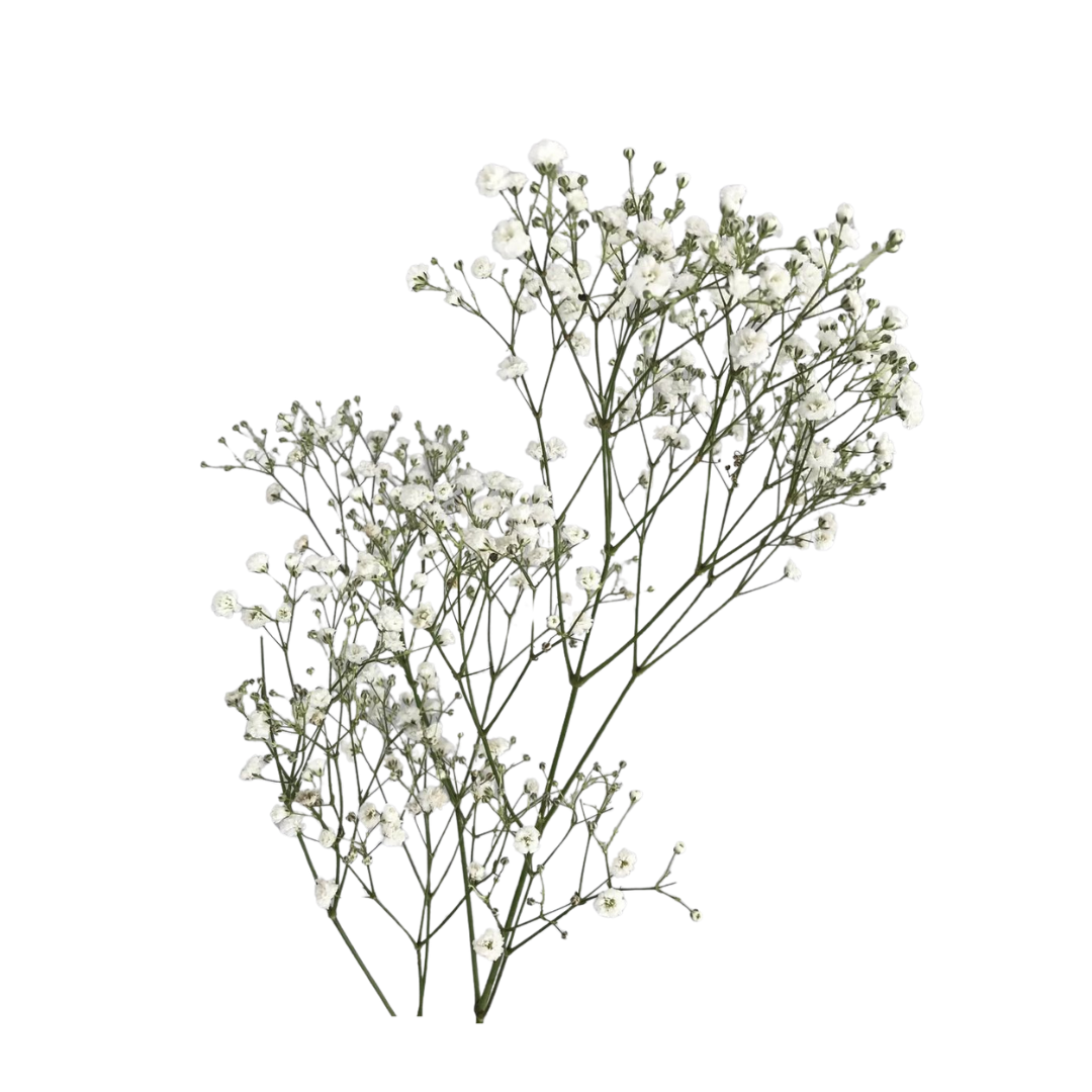 Baby's Breath