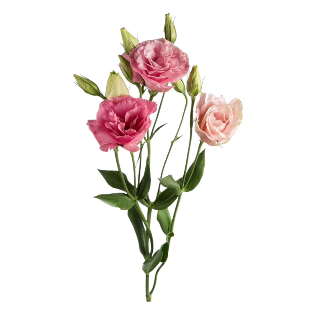 Lisianthus